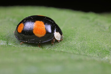 Sticker - ladybug on green leaves, North China