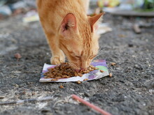Street Homeless Cat Eats Dry Food. Help Stray Animals, Feeding.