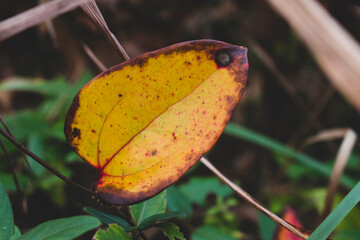 Sticker - Yellow fall leaf with spots of orange and red.