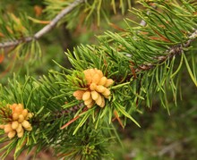 Lodgepole Pine (Pinus Contorta) Cones On A Branch In Beartooth Mountains, Montana