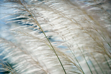Wall Mural - rural reeds grass