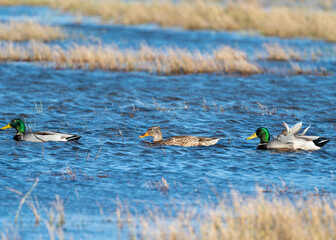 ducks in the water