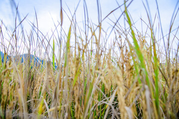 Poster - Rice Paddy in Field