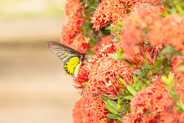 Sticker - The butterfly is looking for its food.