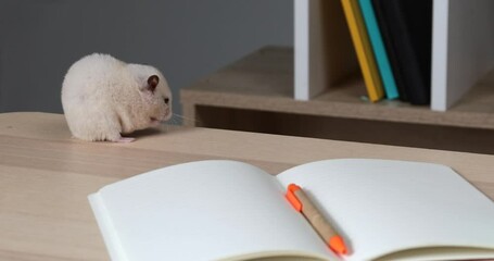 Sticker - Cute funny hamster washing himself on table