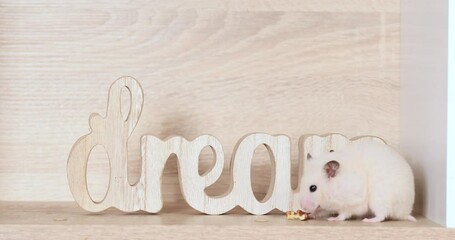 Sticker - Owner feeding cute hamster at home