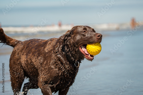 Fotomural Labrador retriever dog fetching a yellow plastic ball at the beach