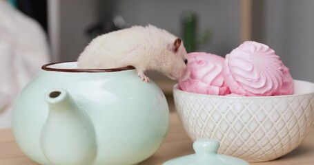 Wall Mural - Cute hamster looking for sweets on kitchen table