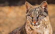 Closeup Portrait Of A Bobcat Aka Lynx Rufus, A North American Wild Cat