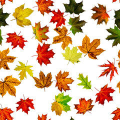seamless floral pattern. autumn yellow red, orange leaf isolated on white. colorful maple foliage. s