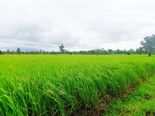 green field and blue sky