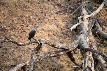 grey headed fish eagle on tree branch, ichthyophaga ichthyaetus, satpura tiger reserve, madhya prade