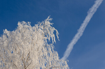 Wall Mural - birch on a frosty November morning and airplane trail