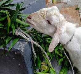 white goat eating leaves