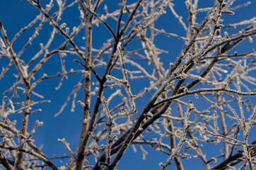 Sticker - branches of an apple tree covered with frost against the sky