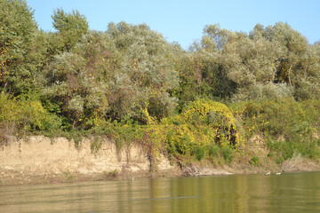 Wall Mural - Late autumn on the arms of the Danube river (here the Iordan Calin arm)