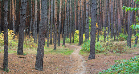 Wall Mural - pine forest.