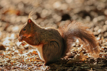 Wall Mural - the red squirrel or eurasian red squirrel (sciurus vulgaris) is a species of tree squirrel in the ge