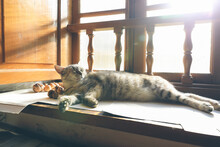 Grey Cat Lying And Relaxed Sunbathing By The Window