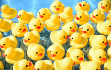 Many Bright Yellow Rubber Ducks Floating In The Pool