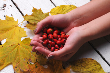 Freshly picked rose hips in the hands of a woman. Rose hip or rosehip, commonly known as the dog rose (Rosa canina).