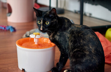 Closeup shot of black cat drinking on a water fountain