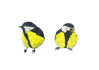 Two sitting titmouse birds isolated on white background. Watercolor hand drawing illustration. Perfect for print, card, poster. Tomtit or great tit bird.