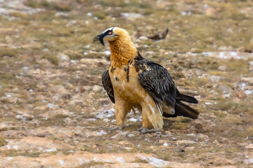 Canvas Print - Bearded vulture on ground