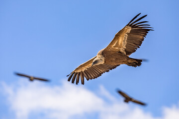 Poster - Griffon vultures flying blue sky