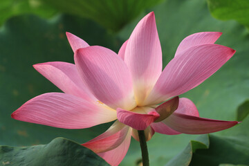 Wall Mural - Close up shot of a pink lotus flower in its full bloom in spring