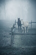 2 Pferde im Nebel auf der Weide