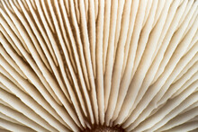 Close-up Of Mushroom Cap Gills, Macro Shot, Texture Of The Bottom Of The Mushroom From An Extremely Close Distance