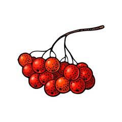 Wall Mural - Rowan branch berry. Vector black vintage engraving illustration