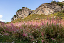 Field Covered In Wildflowers Surrounded By Rocks Under The Sunlight And A Blue Sky