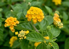 Beautiful Yellow Lantana Flowers In A Tropical Garden