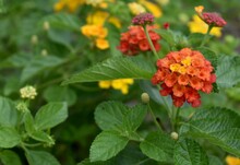 Close Up Of Beautiful Orange And Yellow Lantana Flowers In A Tropical Garden