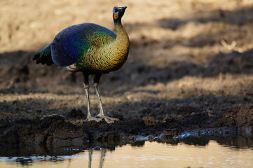 the peahen is drinking in a puddle