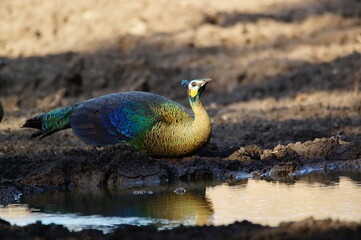 the peahen is drinking in a puddle
