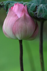 pink lotus flower (waterlily) and lotus leaf with blurred green background