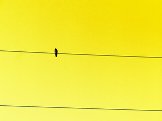 Single bird silhouette sitting on an electricity cable with yellow background.