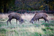 Young Deer Stags Fighting During Mating Season
