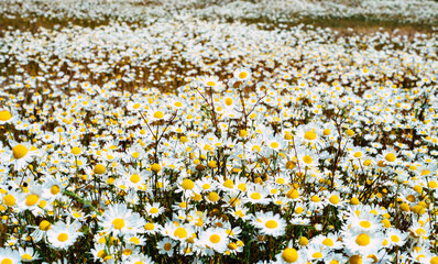 field of flowers