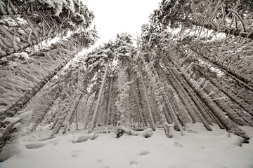 Wall Mural - Beautiful winter picture. Tall spruce trees covered with deep snow and frost on clear sky background. Happy New Year and Merry Christmas greeting card.