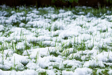 First Snow  Covered  Grass On A Loan In Winter Time With Bush In Background, Low Angle View, Copy Space, Winter Time Concept