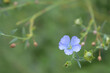 Flax plant and flower