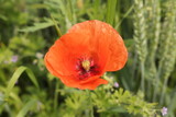 Fototapeta Maki - Beautiful flowers of a field poppy among ripening grain
