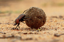 Dung Beetle On His Dung Ball To Impress The Ladies In Sabi Sands GR,  Part Of The Greater Kruger Region In South Africa