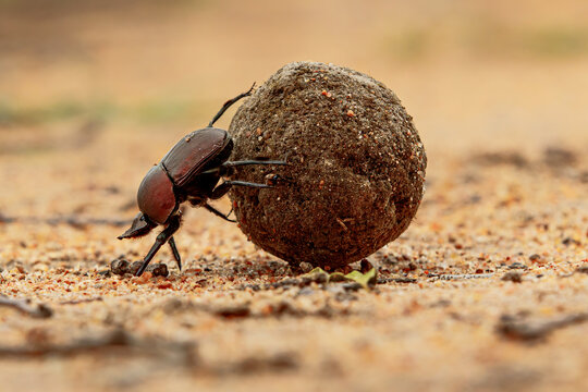Dung beetle on his dung ball to impress the ladies in Sabi Sands GR,  part of the greater Kruger region in South Africa
