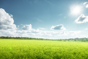 Canvas Print - field of spring grass and perfect sky