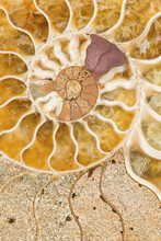Macro Photograph Of A Split Fossilized Ammonite Shell Showing The Internal Mineralized Chambers; An Extinct Marine Invertebrate From Madagascar; Age: Cretaceous-Albian Stage (110 Million Years Ago)